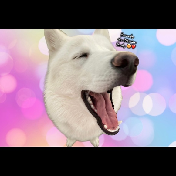 Meet the Posher ❤️ - Picture 10 of 12